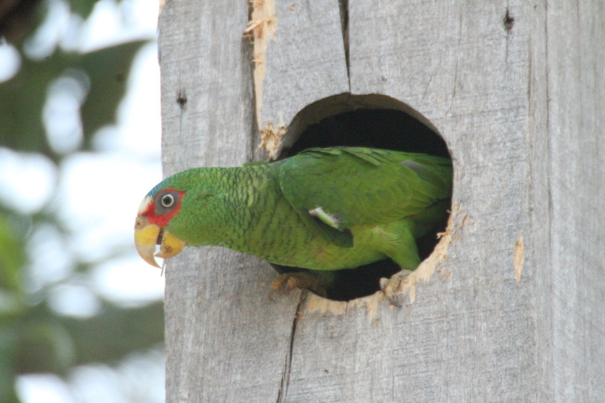 White-fronted Parrot - ML615594893