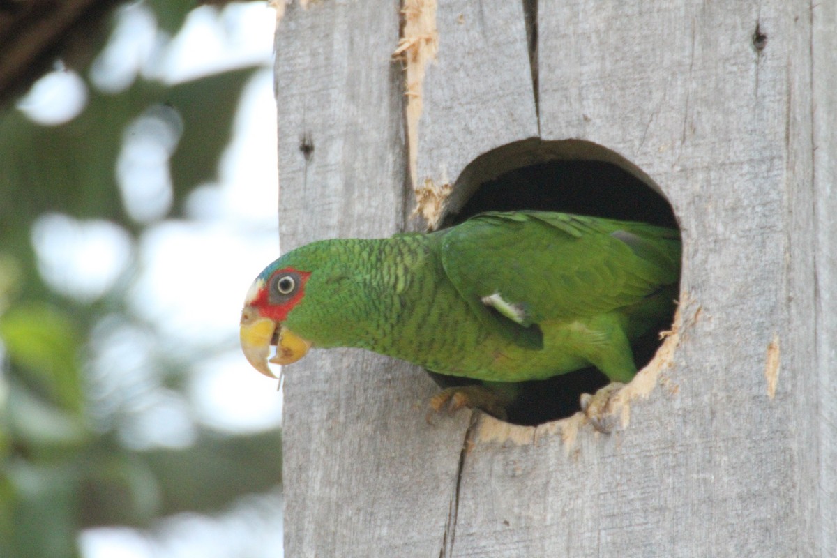 White-fronted Parrot - ML615594894