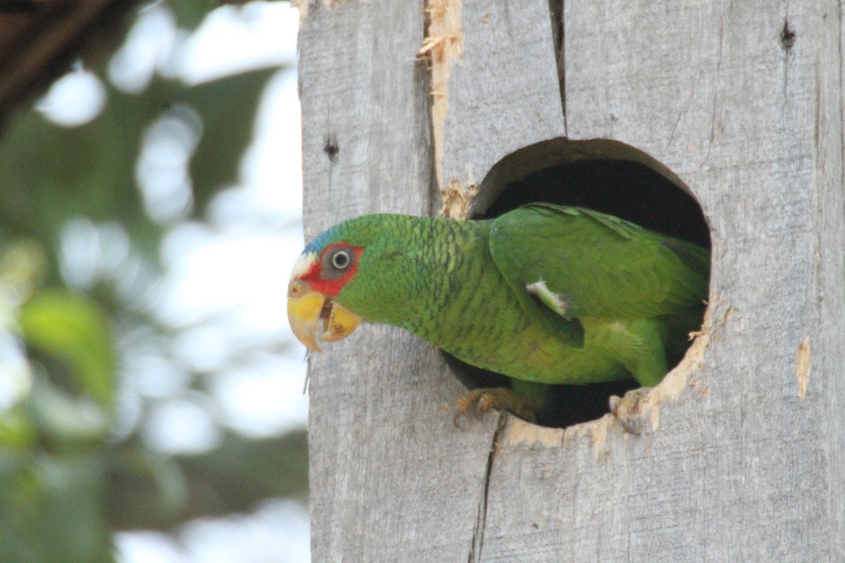 White-fronted Parrot - ML615594896