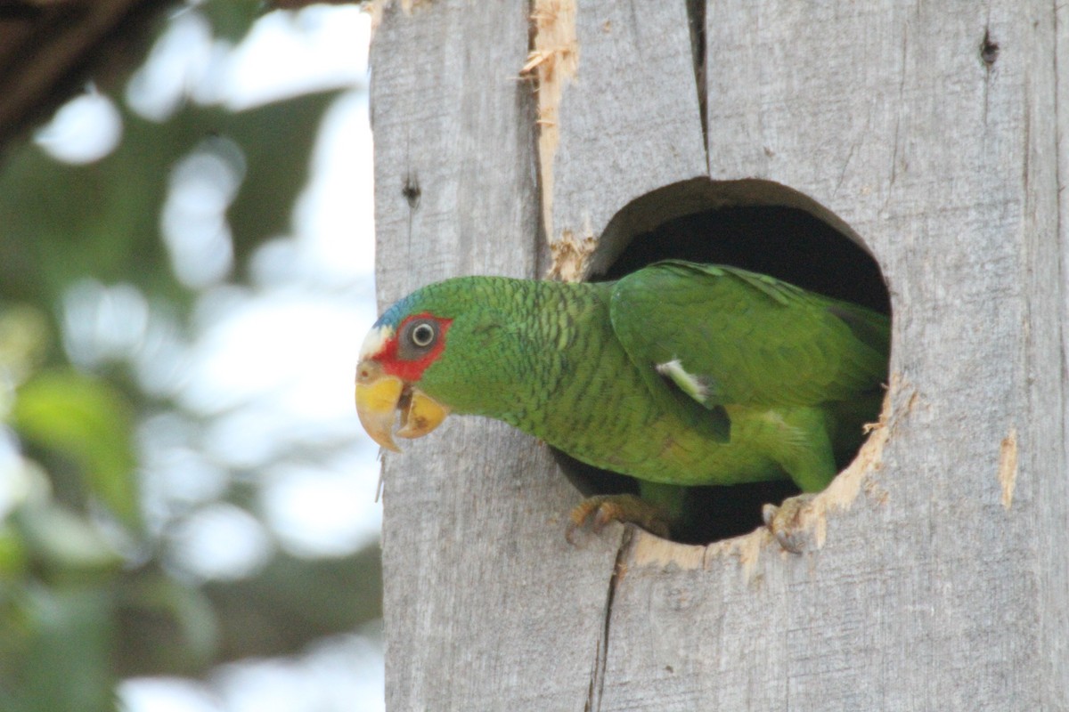 White-fronted Parrot - ML615594898