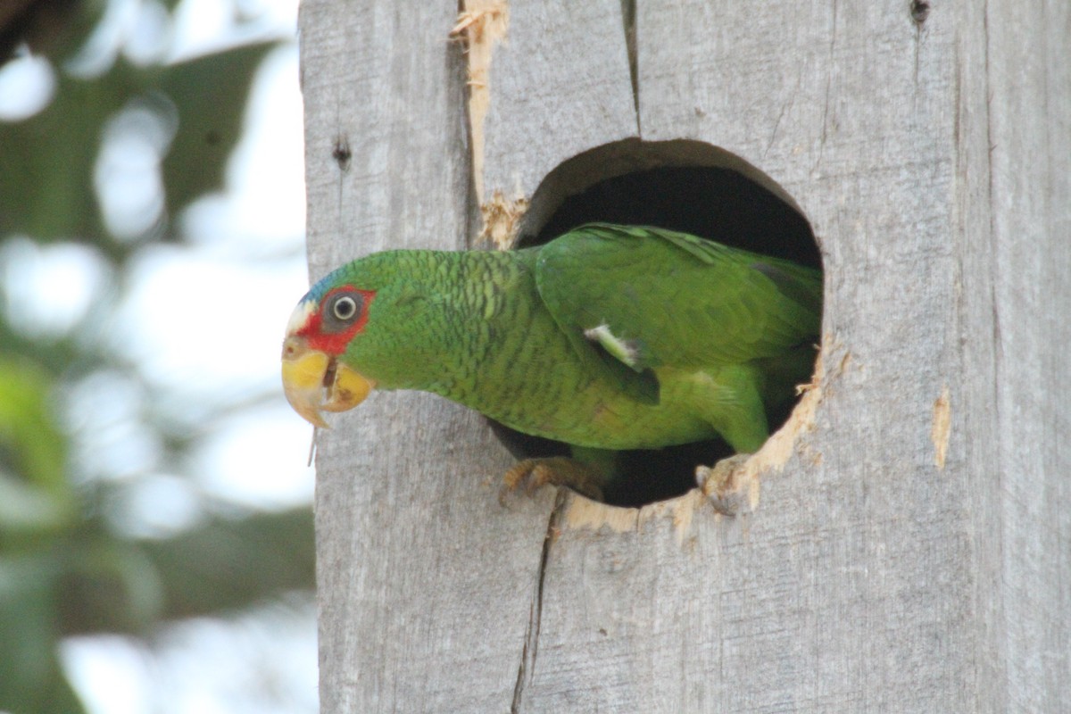 White-fronted Parrot - ML615594900