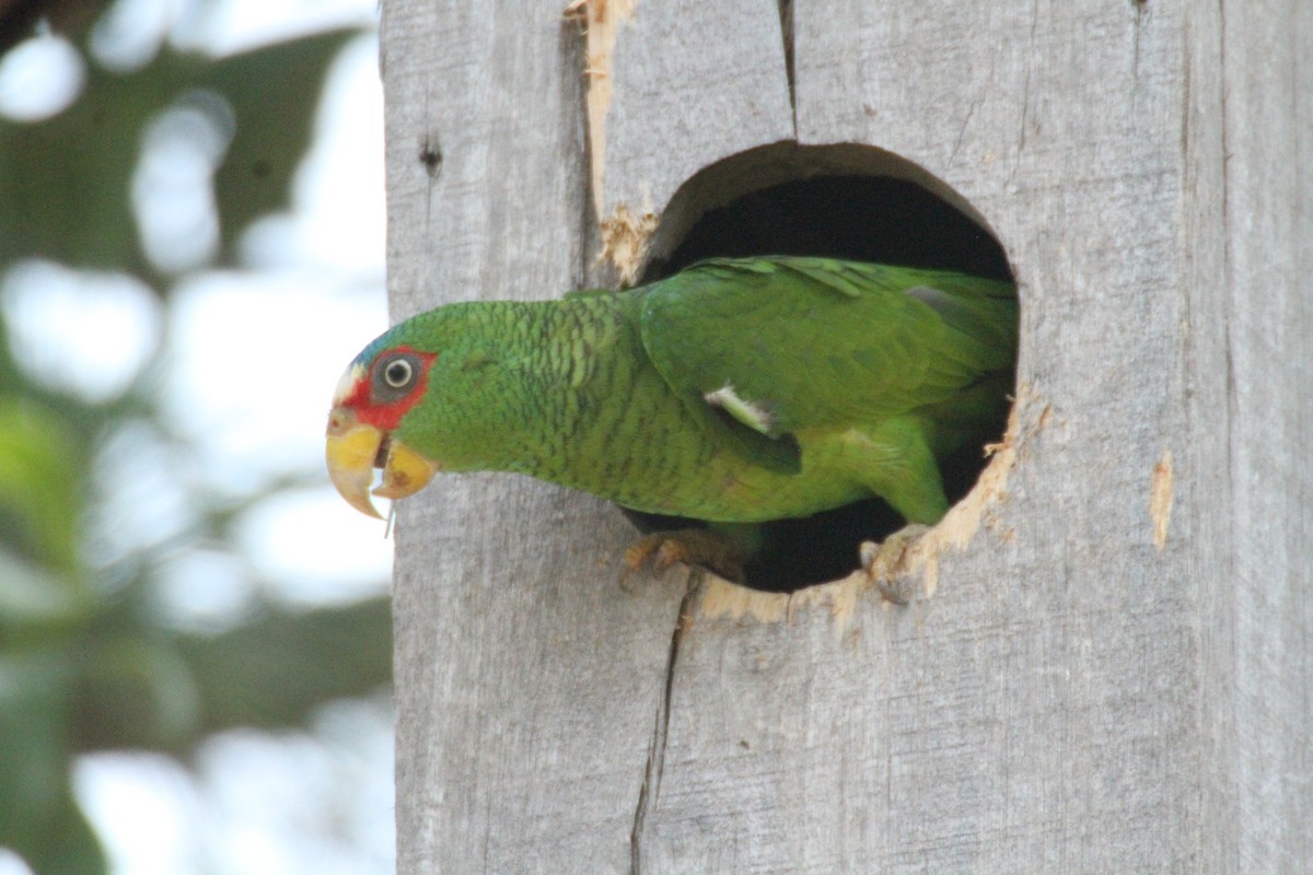 White-fronted Parrot - ML615594902