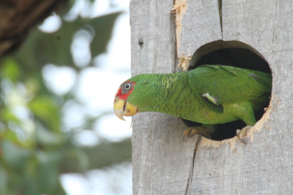 White-fronted Parrot - ML615594903