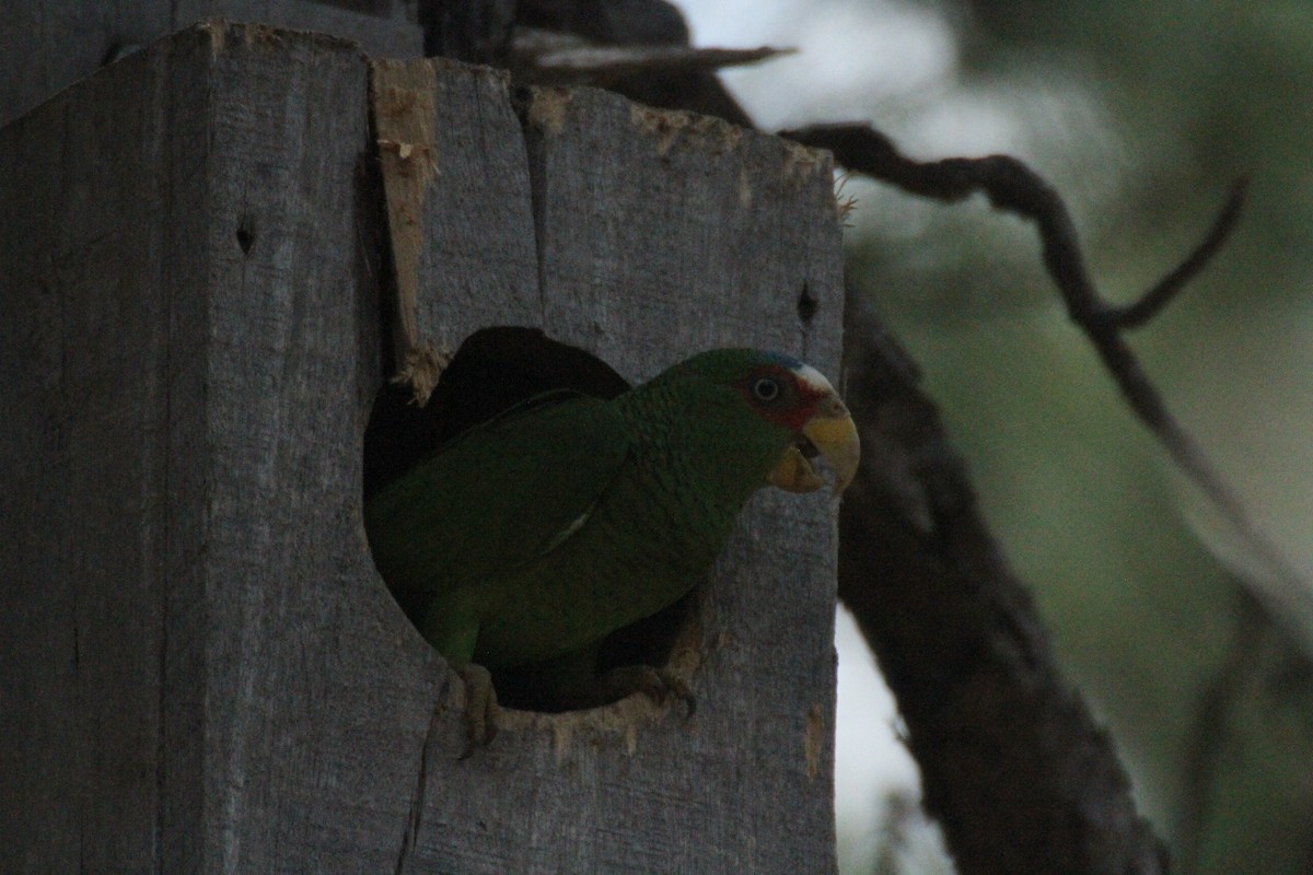 White-fronted Parrot - ML615594905