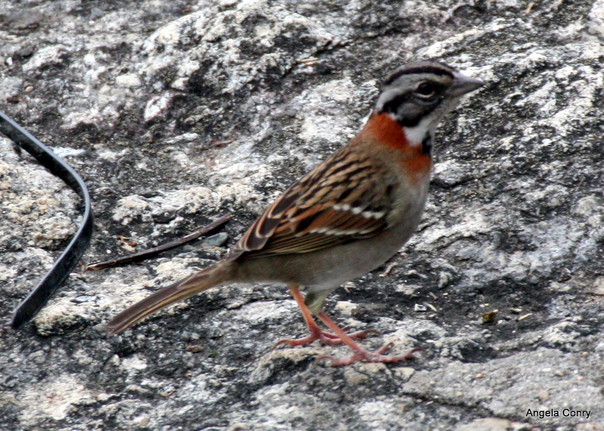 Rufous-collared Sparrow (Rufous-collared) - ML615594978