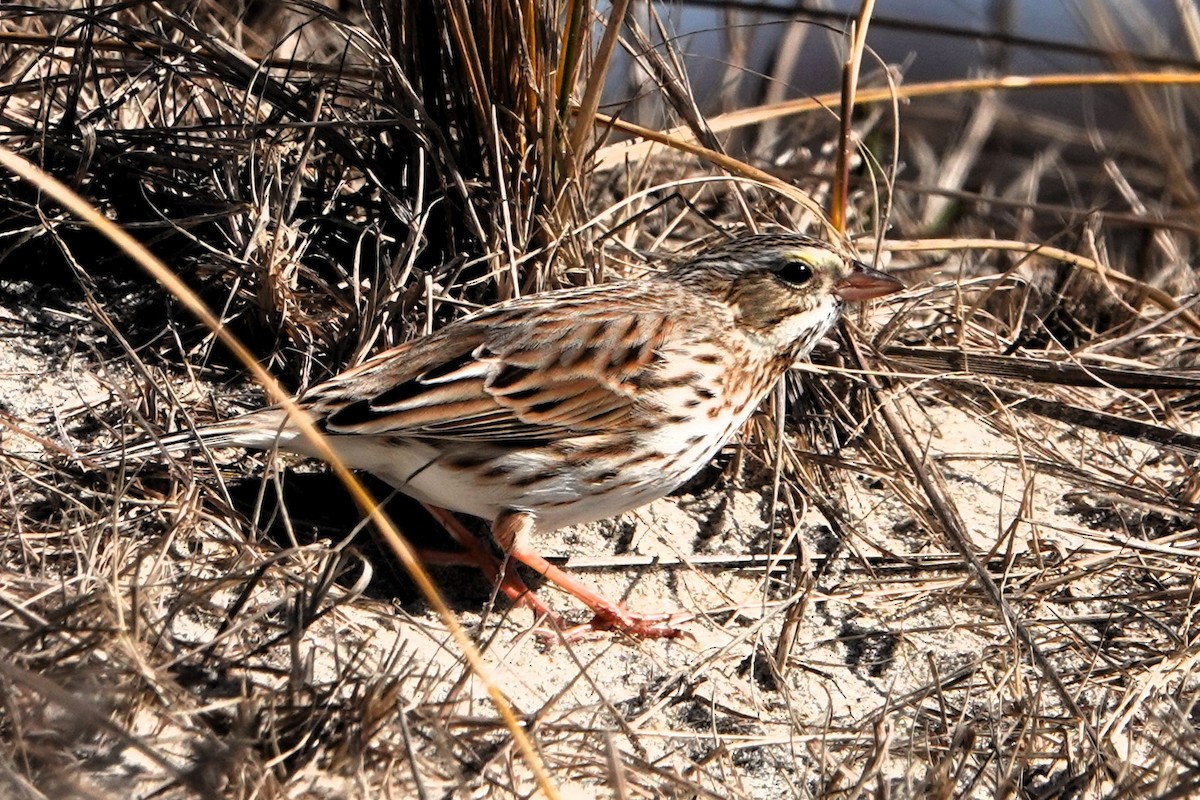 Savannah Sparrow (Ipswich) - ML615595098