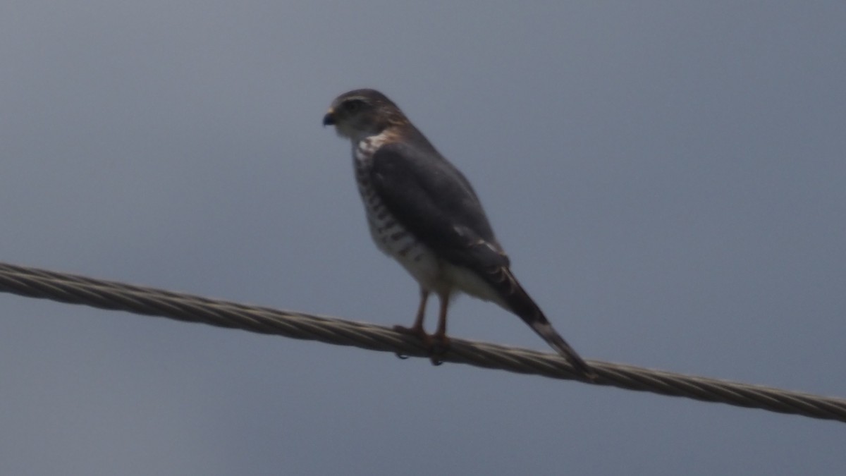 Little Sparrowhawk - ML615595120