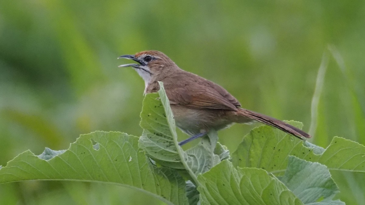 Moustached Grass-Warbler - ML615595346