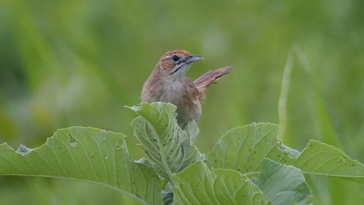 Moustached Grass-Warbler - ML615595347