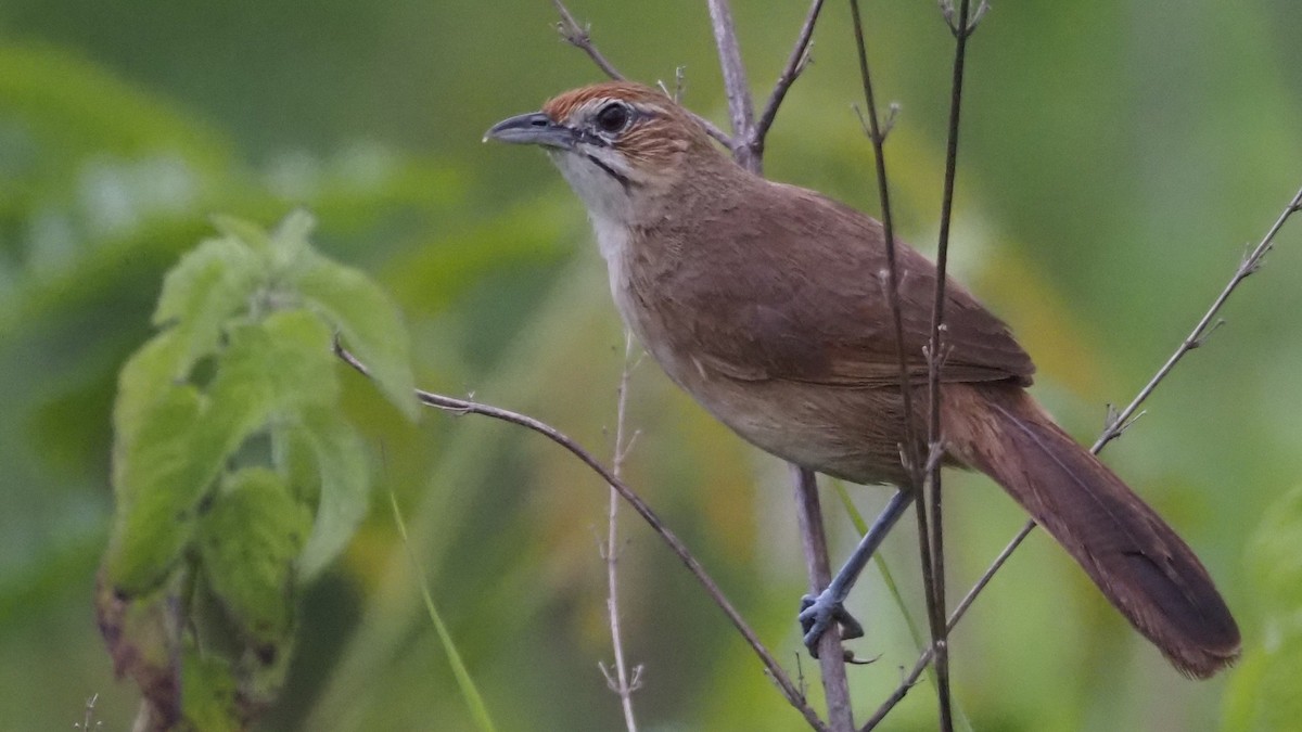 Moustached Grass-Warbler - ML615595348