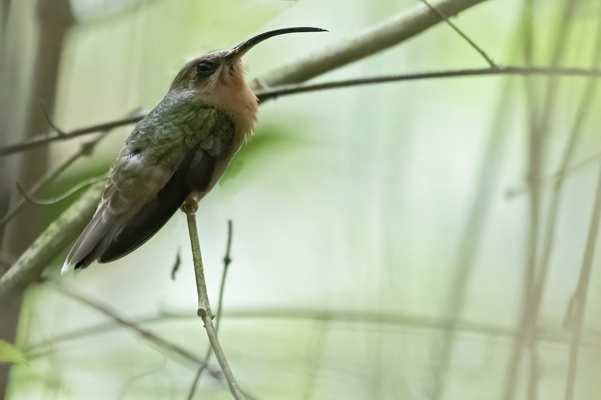 Rufous-breasted Hermit - ML615595359