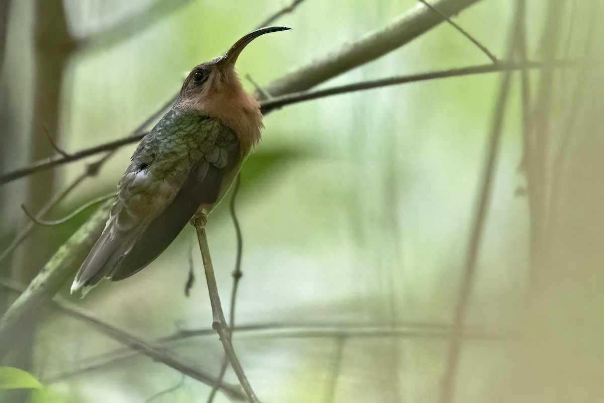 Краснохвостый колибри-отшельник - ML615595361