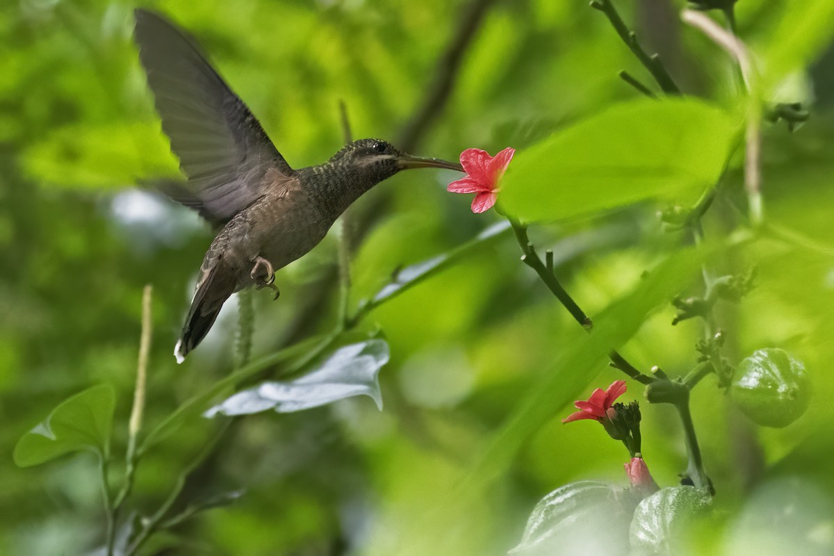 kolibřík ryšavoocasý - ML615595362