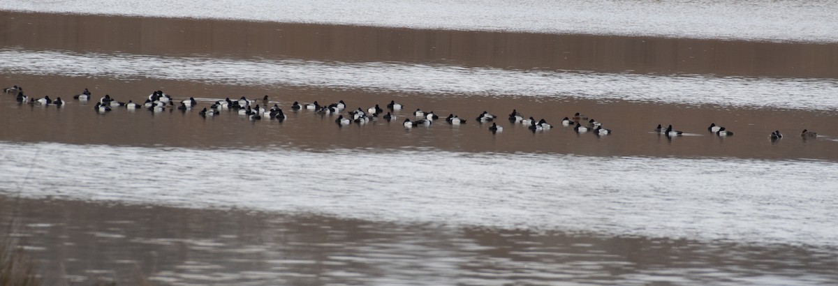 Greater/Lesser Scaup - ML615595499