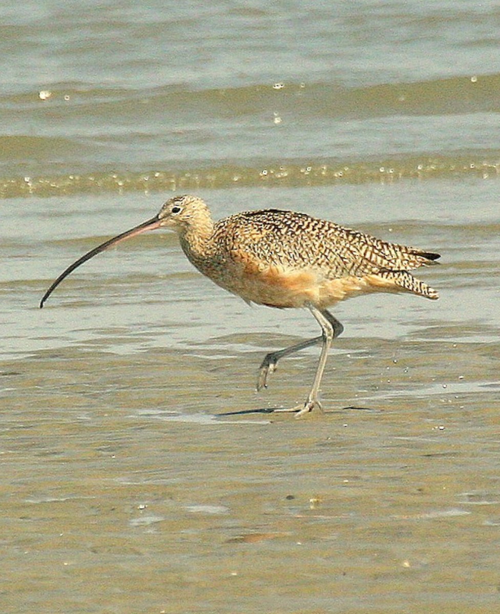 Long-billed Curlew - ML615595566