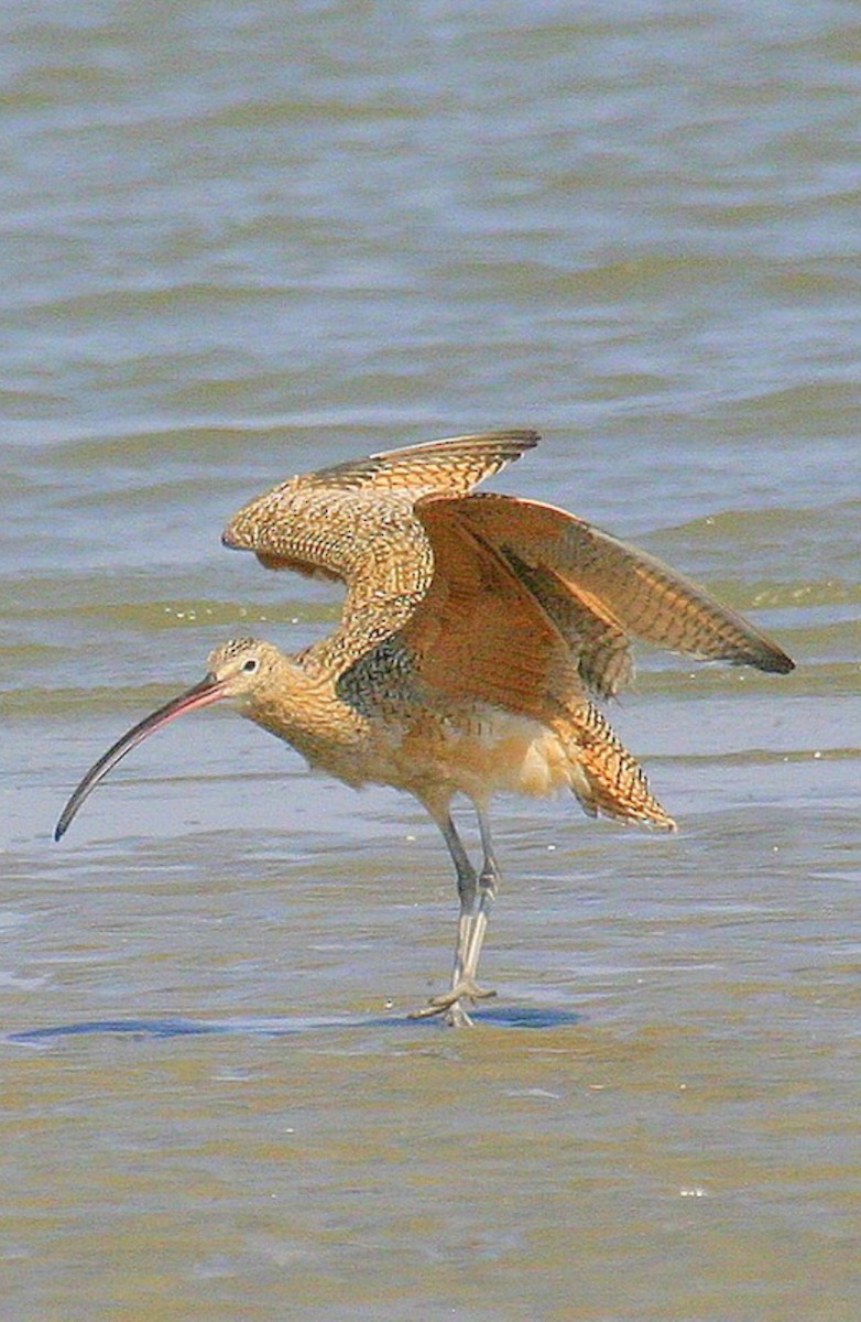 Long-billed Curlew - ML615595608