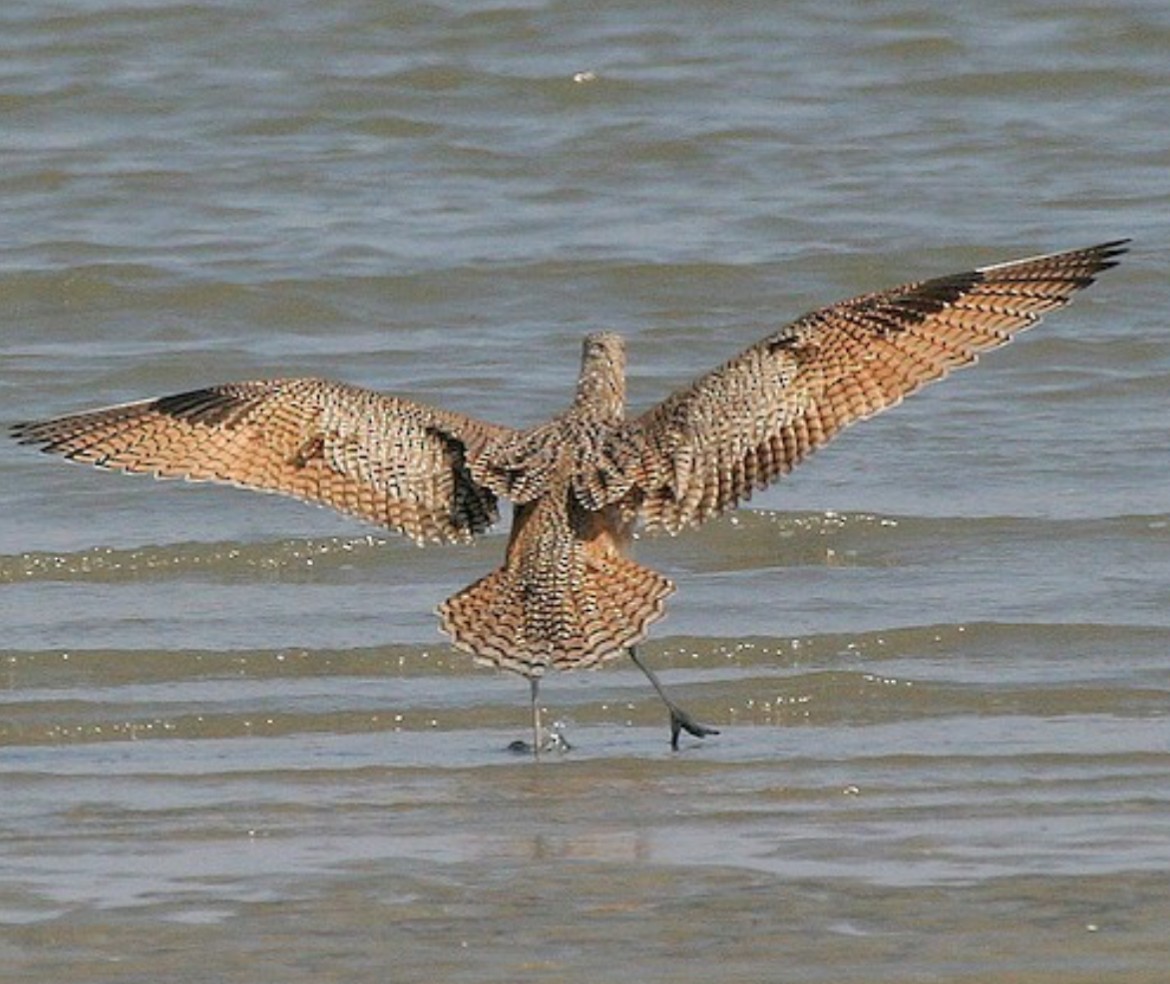 Long-billed Curlew - ML615595654