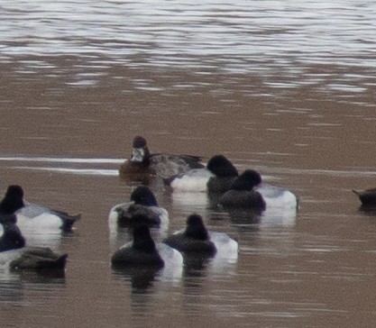Greater/Lesser Scaup - ML615595700