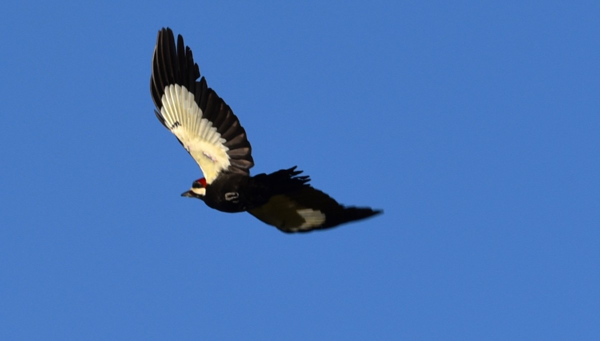 Pileated Woodpecker - Stewart Reed