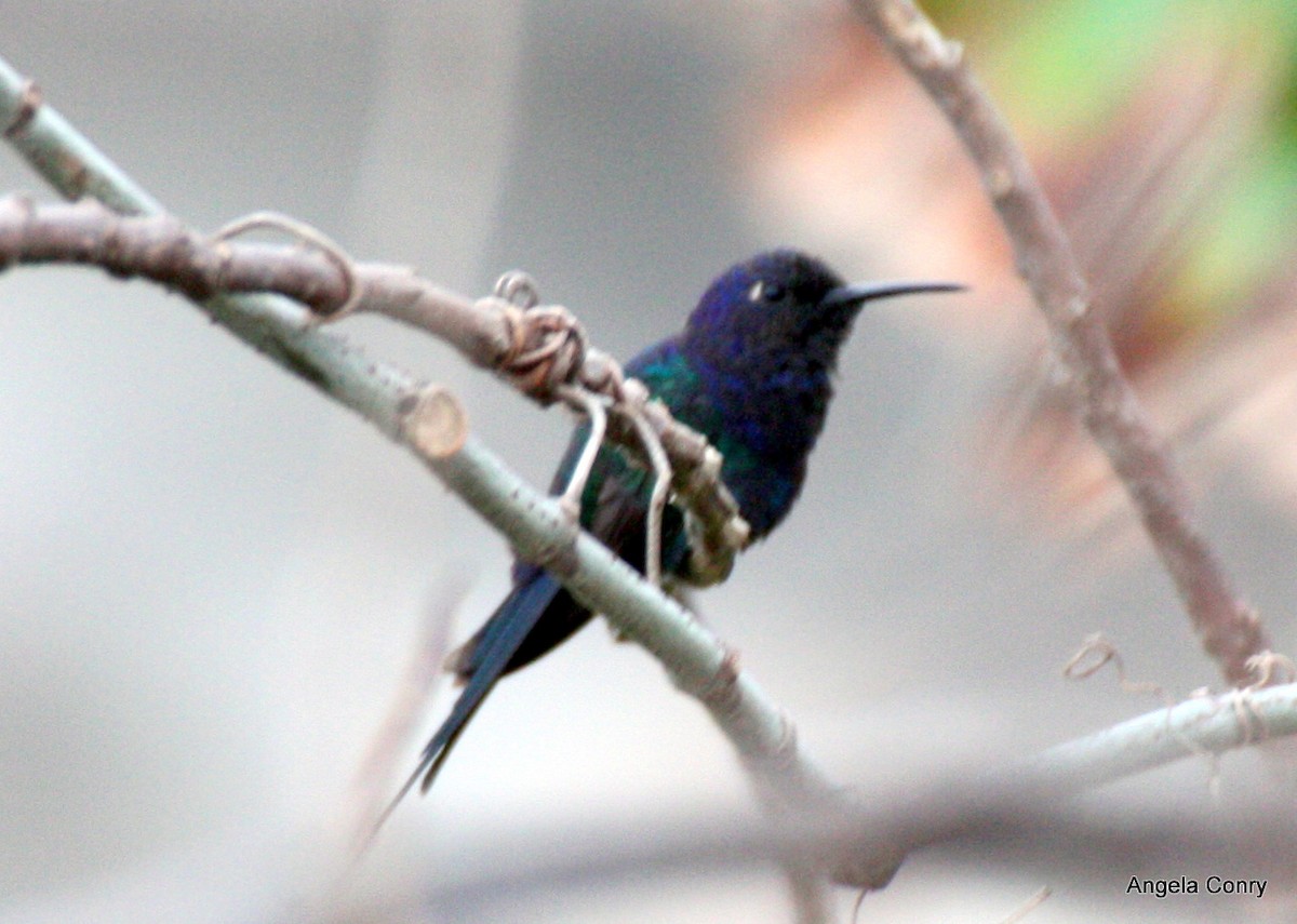 Swallow-tailed Hummingbird - Angela Conry