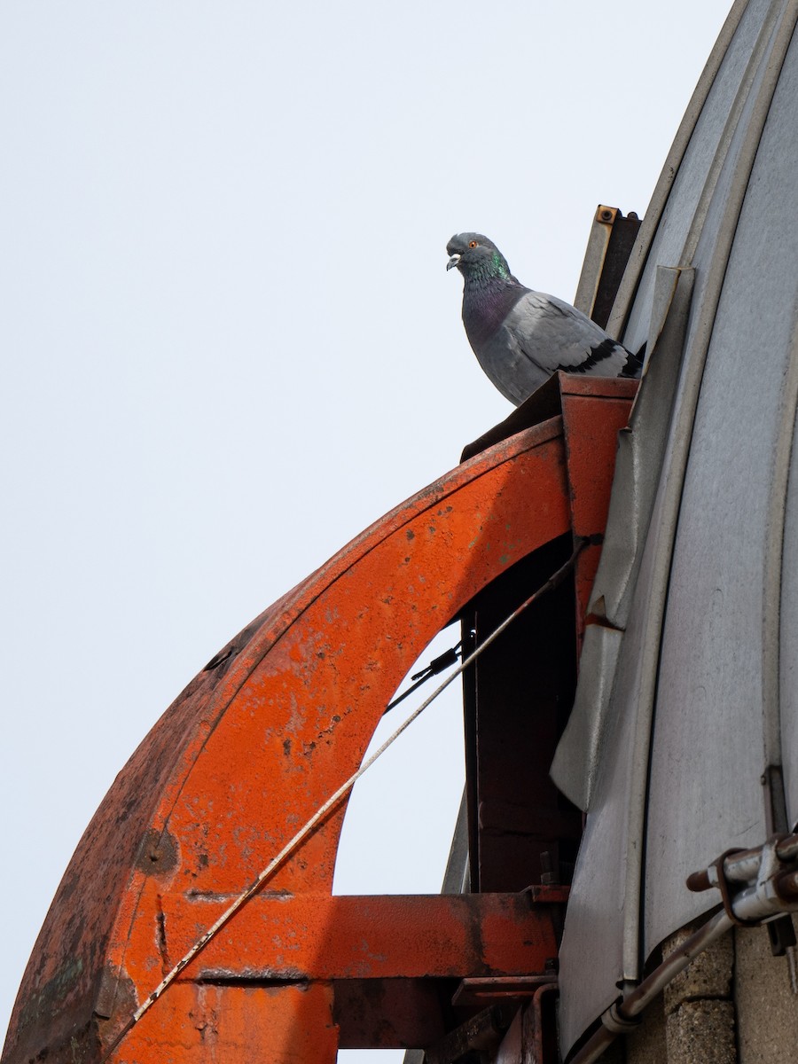 Rock Pigeon (Feral Pigeon) - Jamie Baker