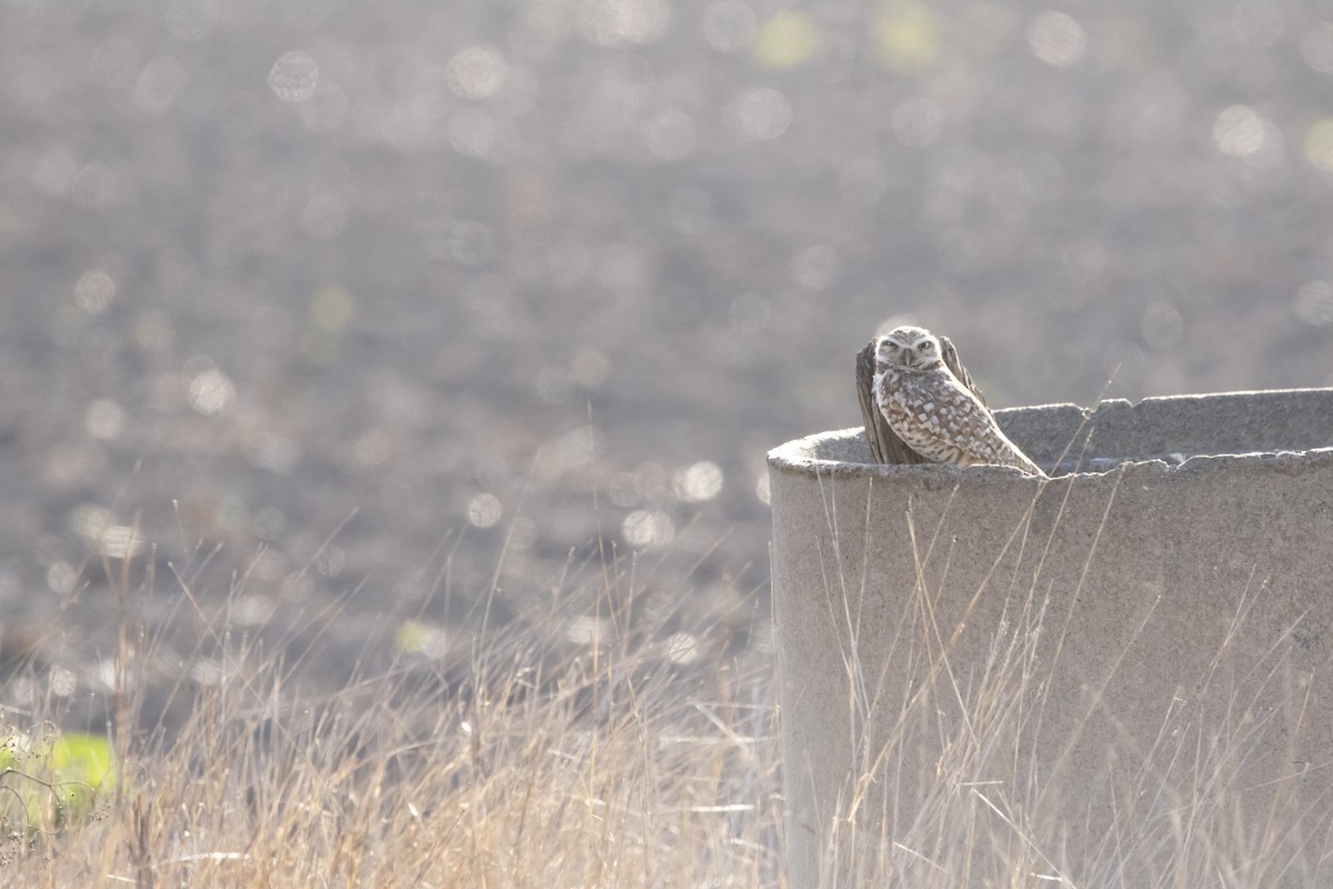 Burrowing Owl - ML615596199