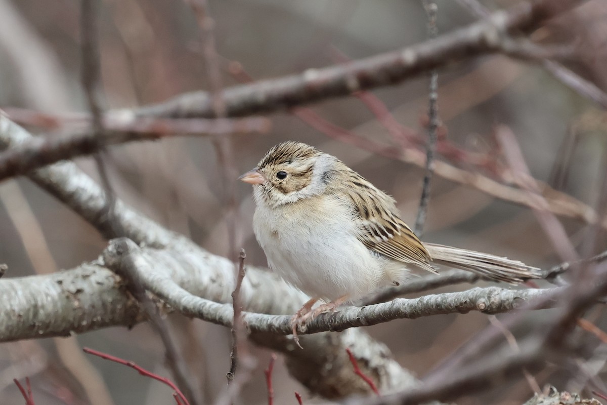 Clay-colored Sparrow - ML615596338