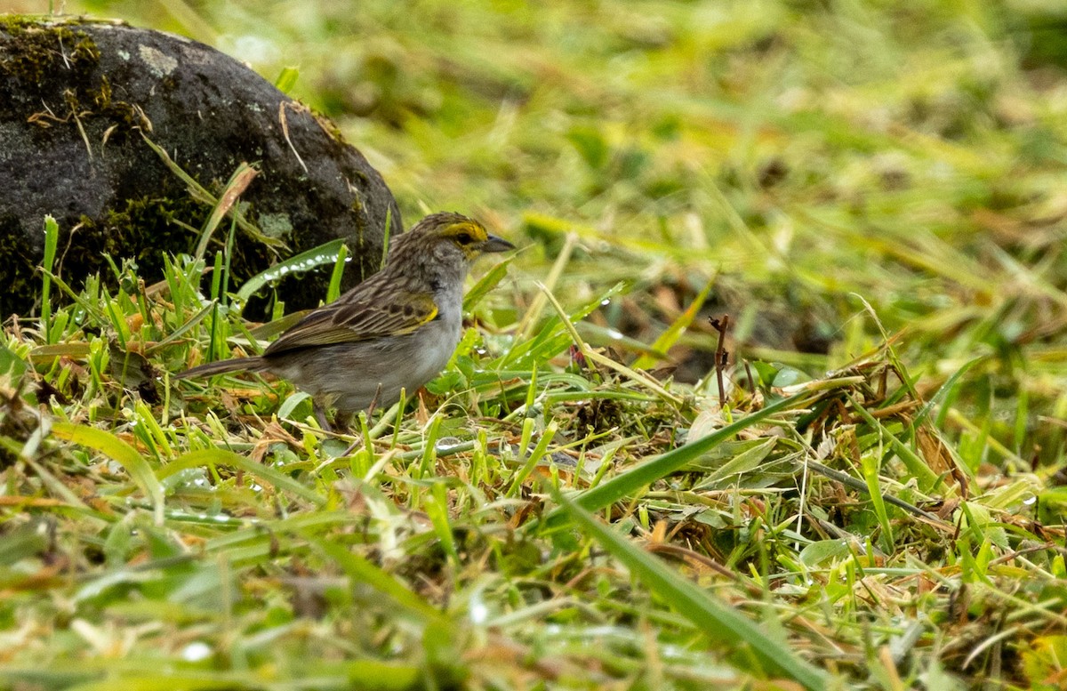 Yellow-browed Sparrow - ML615596401