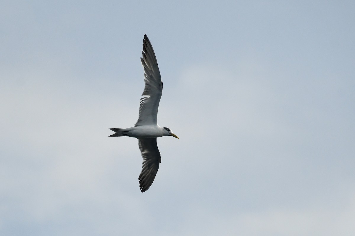 Great Crested Tern - ML615596559