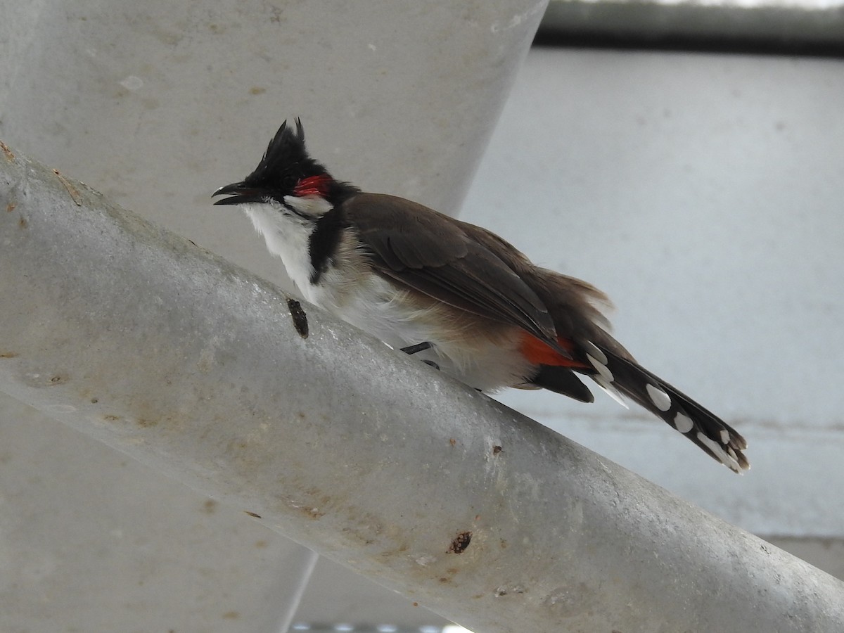 Red-whiskered Bulbul - Paul Waton