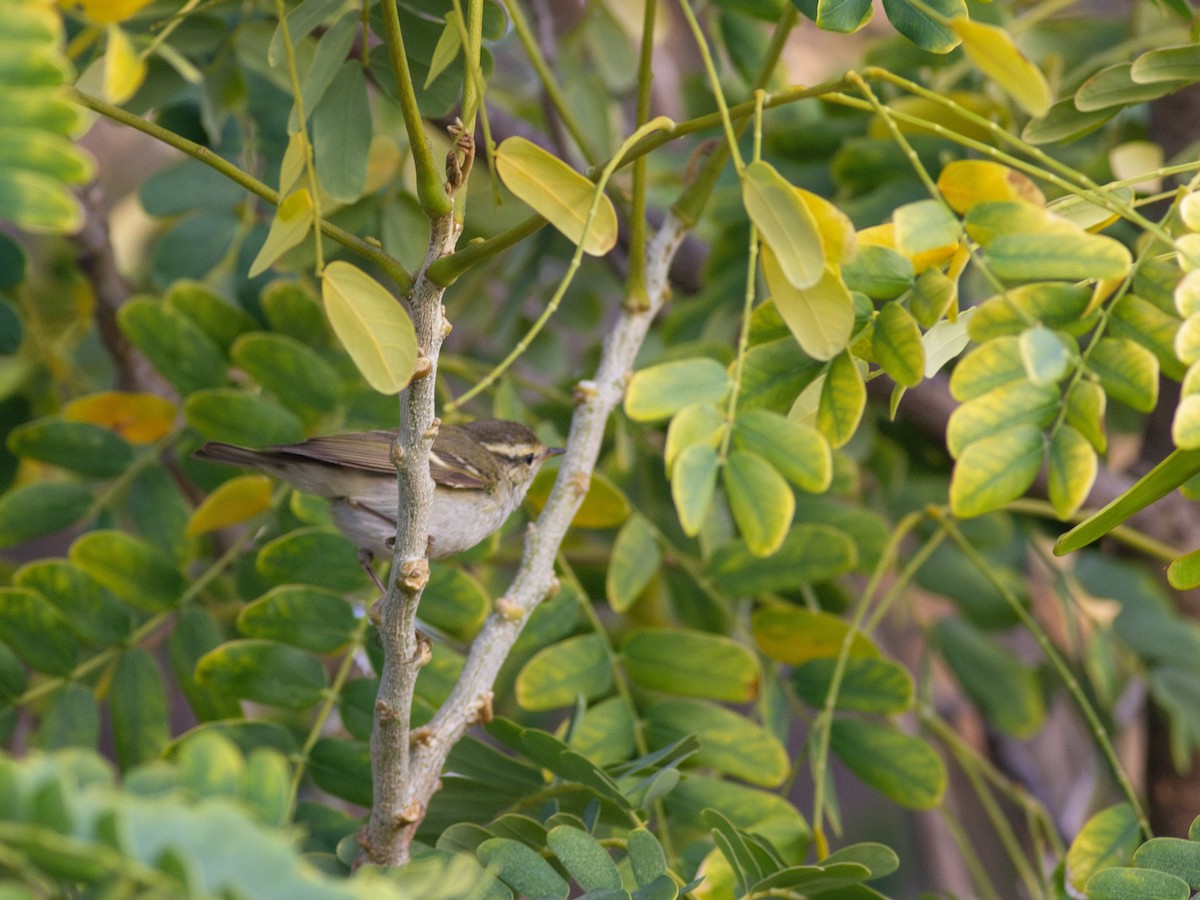 Yellow-browed Warbler - ML615596778