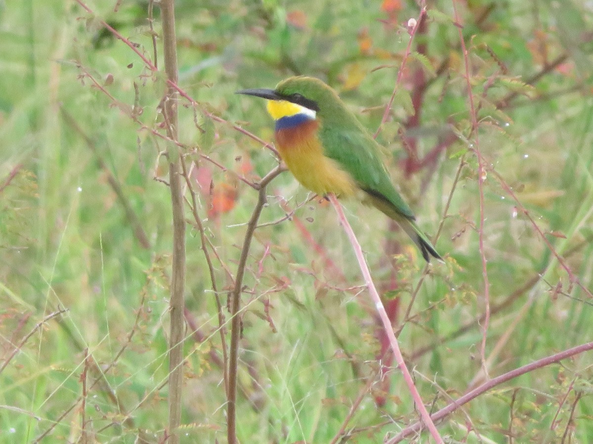 Blue-breasted Bee-eater - ML615596875