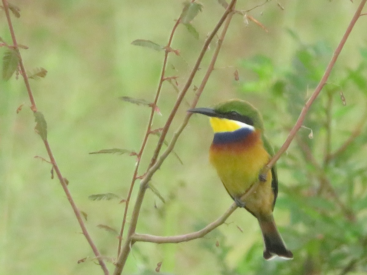 Blue-breasted Bee-eater - ML615596893