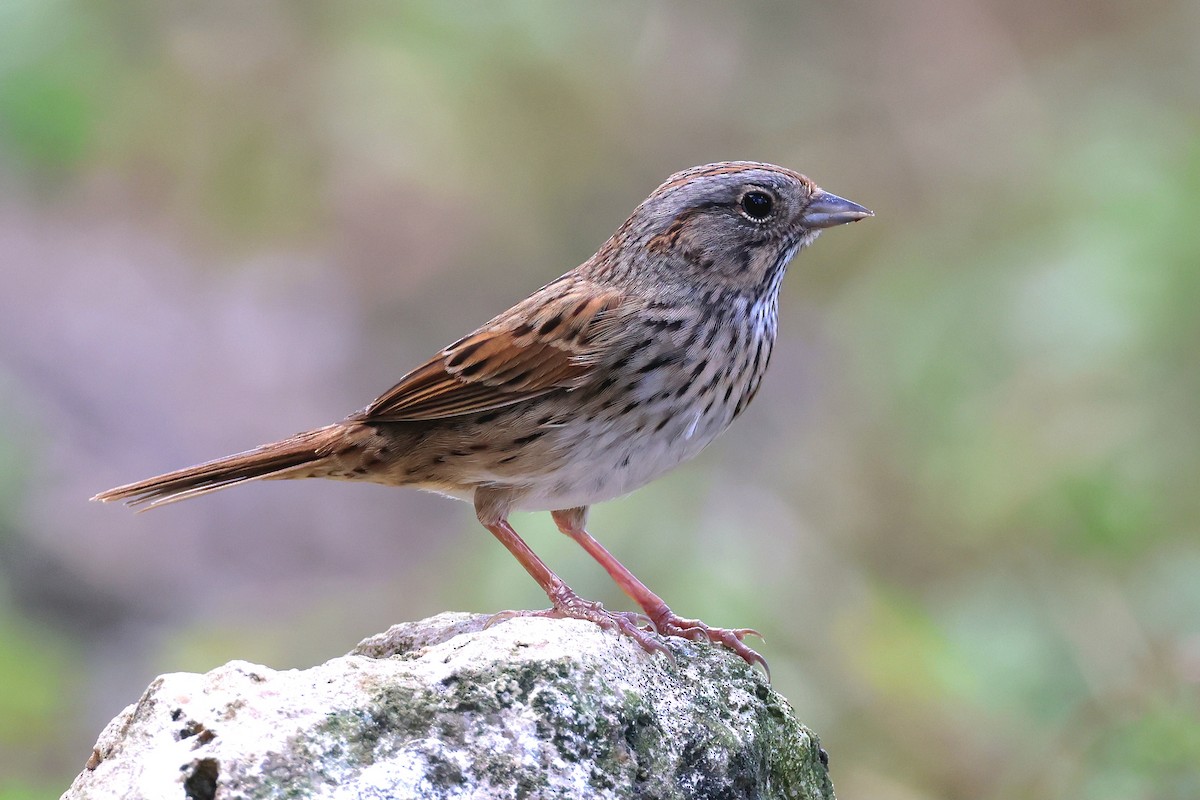 Lincoln's Sparrow - Leslie Penner