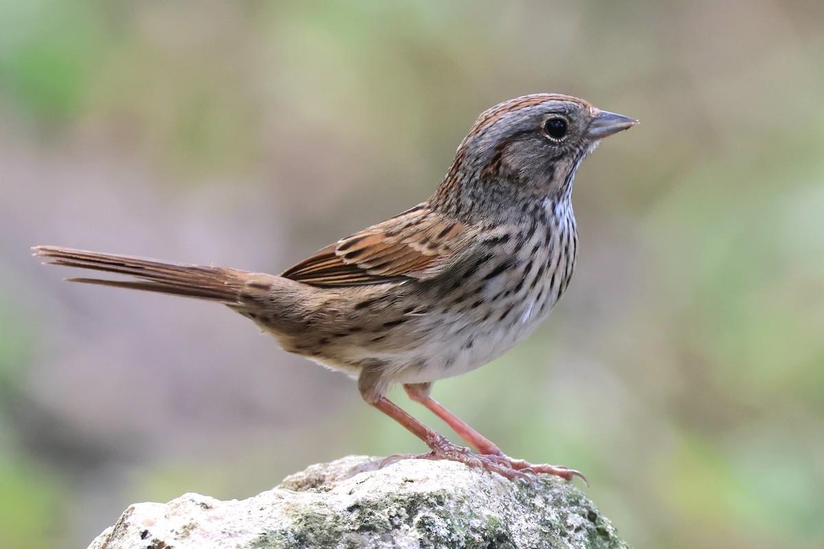 Lincoln's Sparrow - Leslie Penner