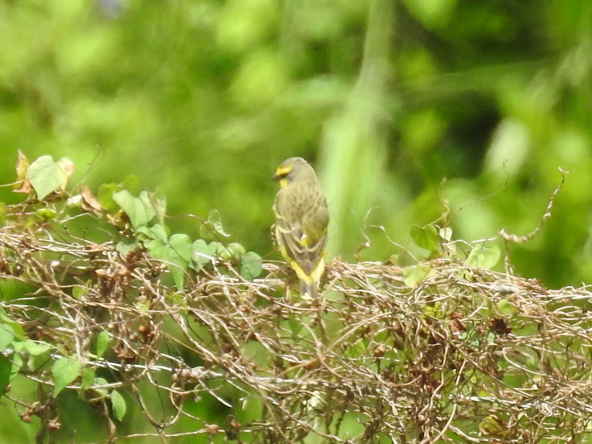 Yellow-fronted Canary - ML615596901