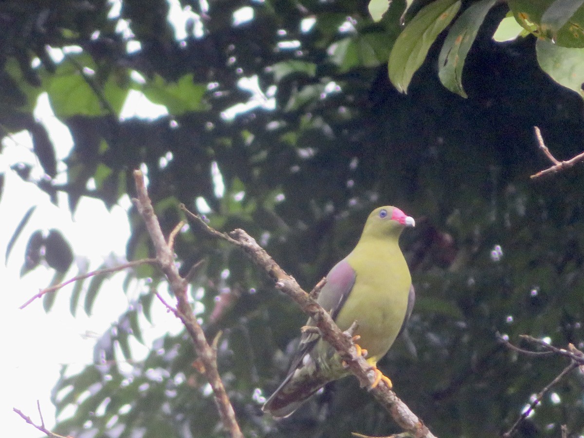 African Green-Pigeon - ML615597029