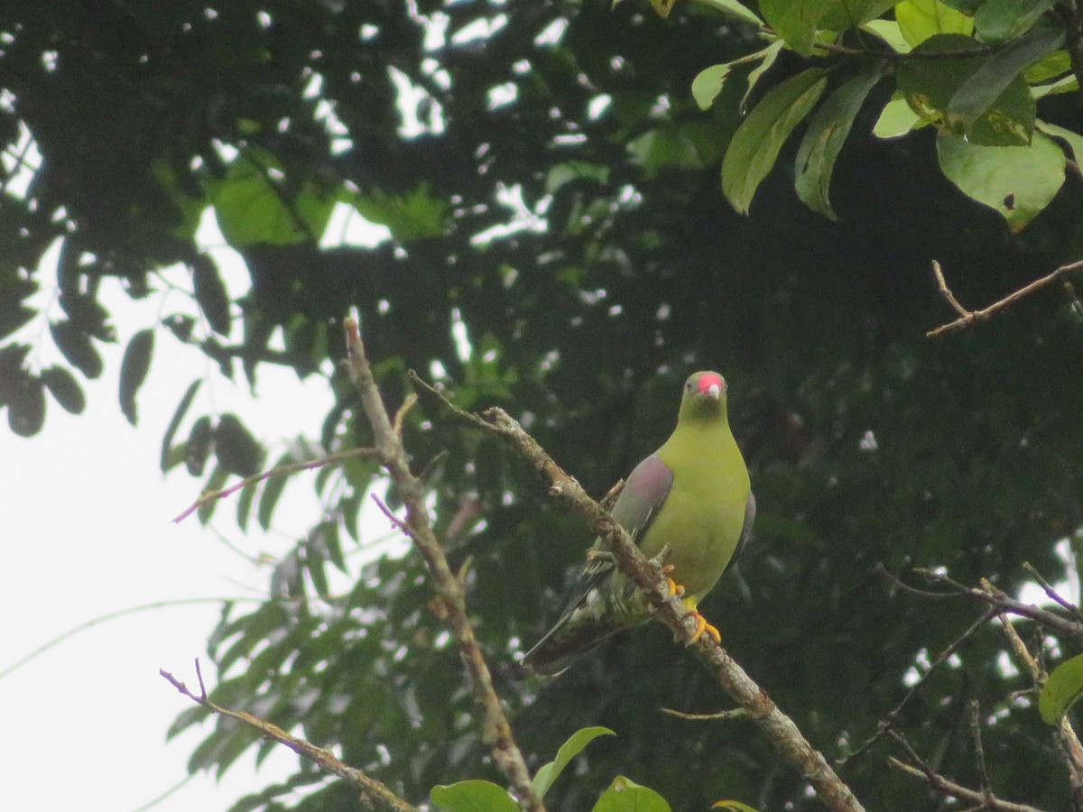 African Green-Pigeon - ML615597036