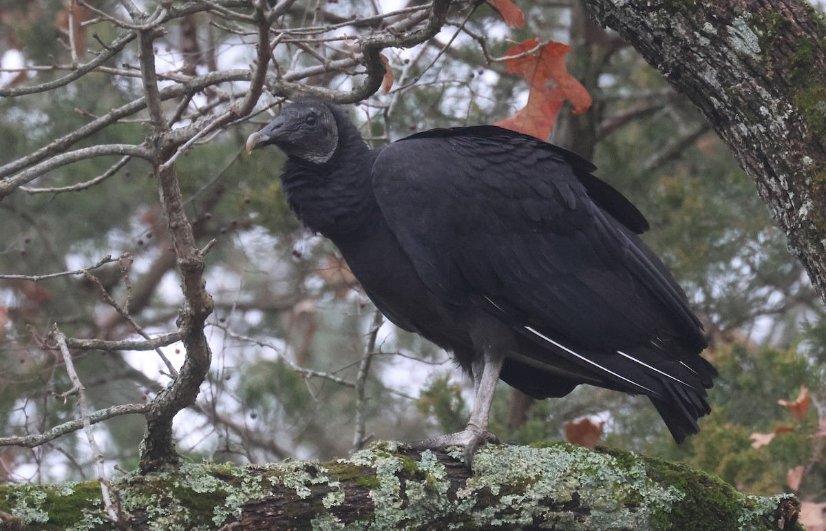 Black Vulture - ML615597050