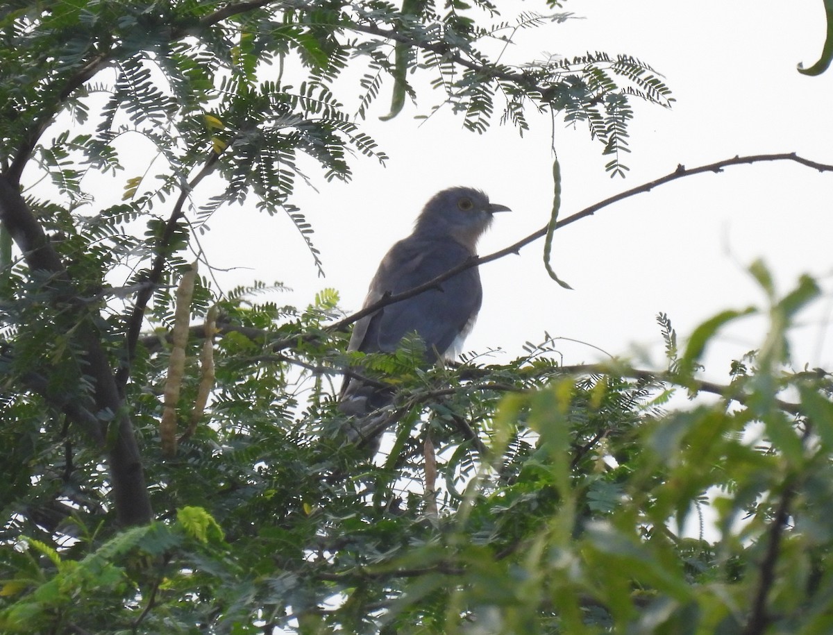 Common Hawk-Cuckoo - ML615597061