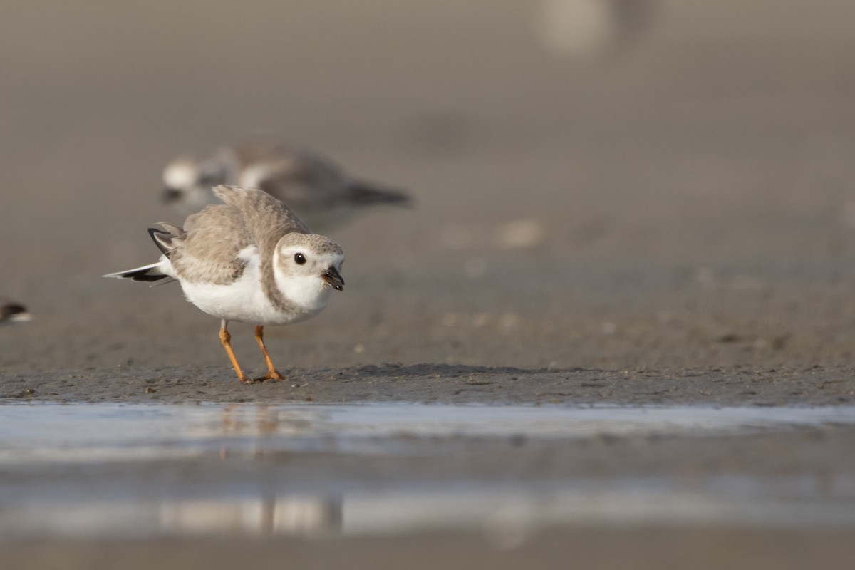 Piping Plover - ML615597127