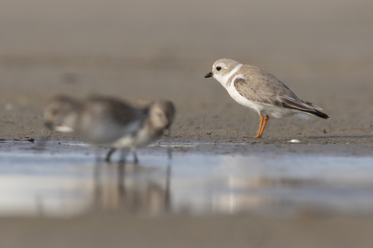 Piping Plover - ML615597128