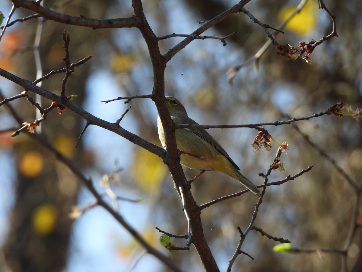 Orange-crowned Warbler - Charley Amos