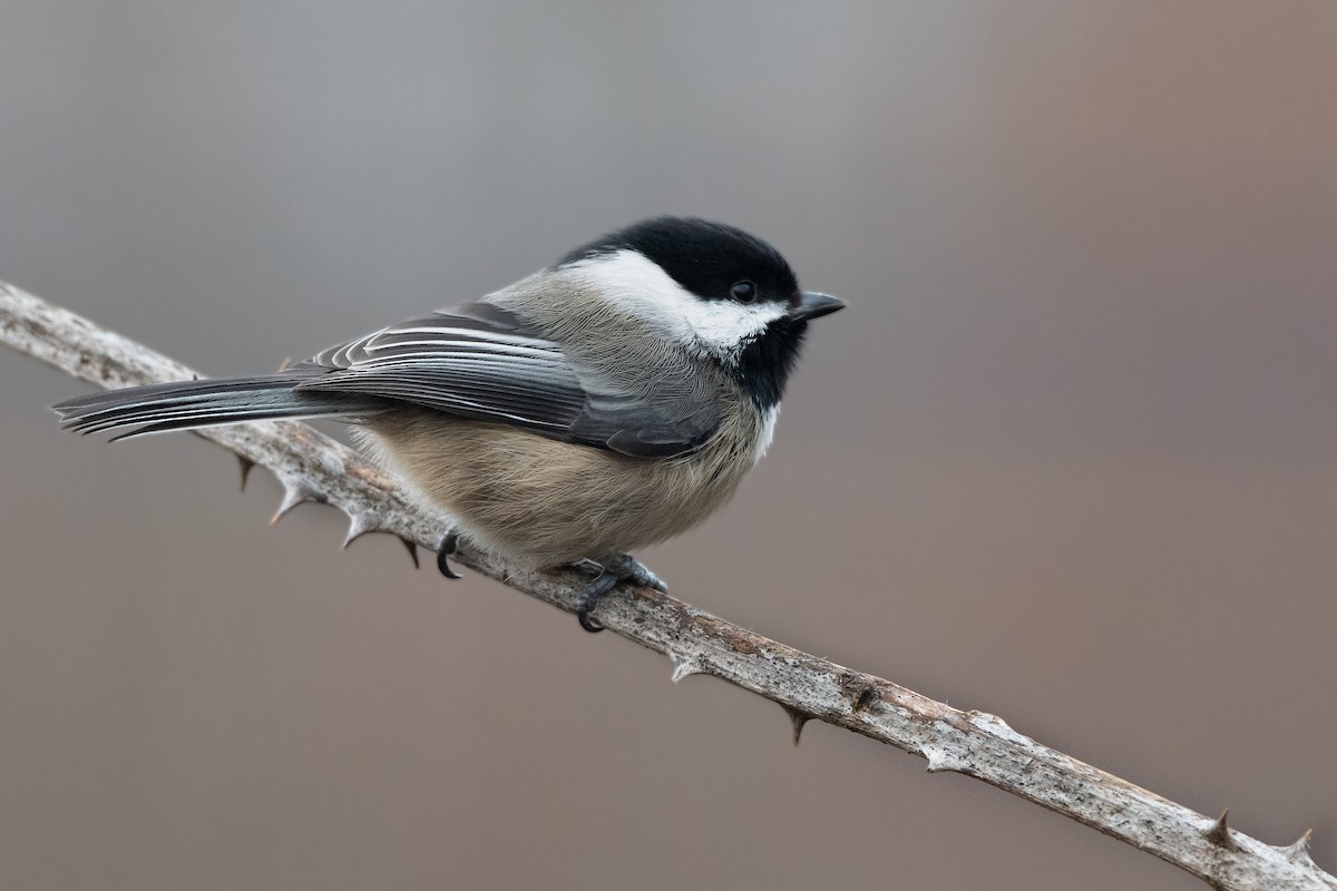 Black-capped Chickadee at Great Blue Heron Nature Reserve by Chris McDonald