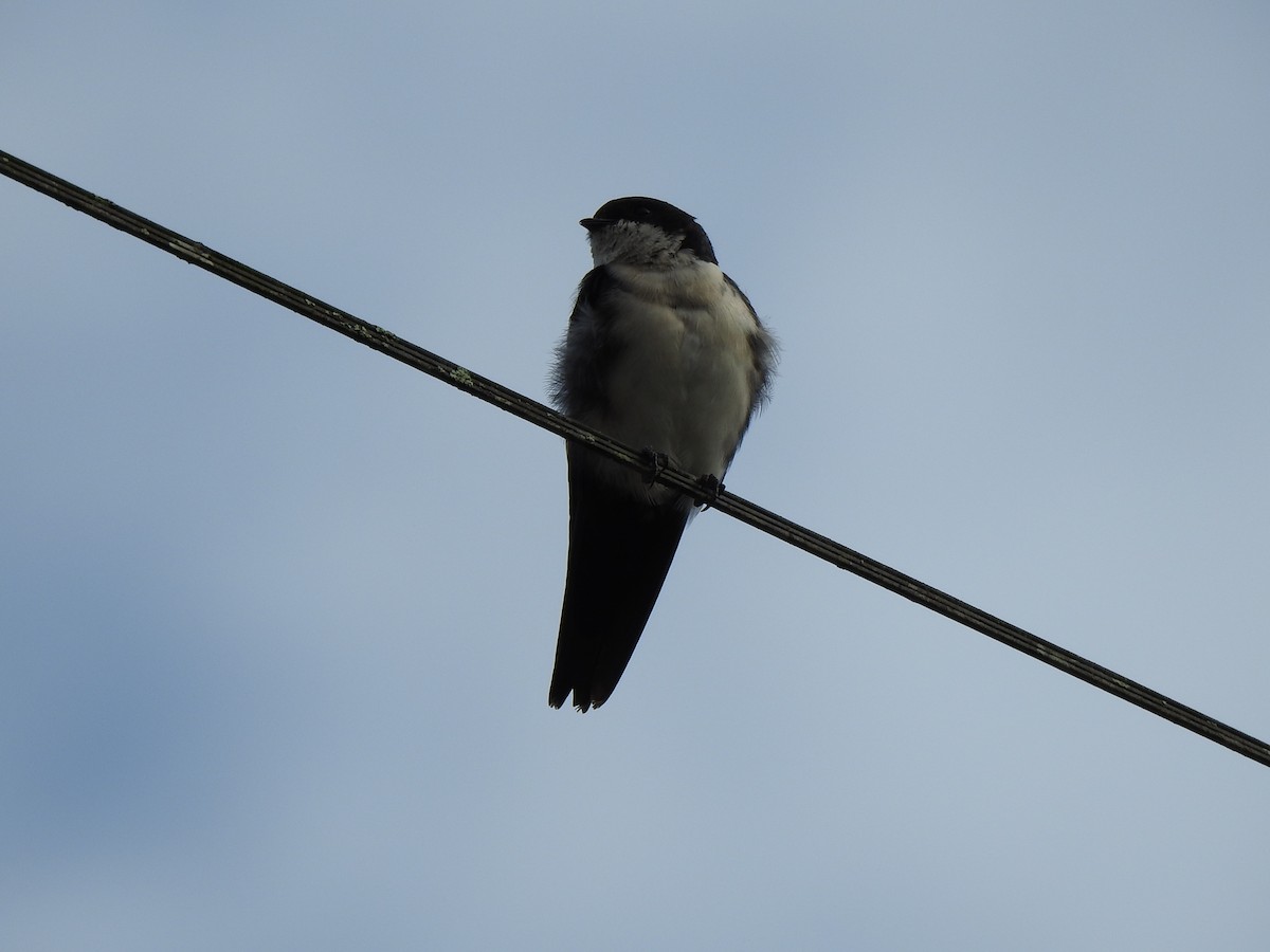 Blue-and-white Swallow - George Watola