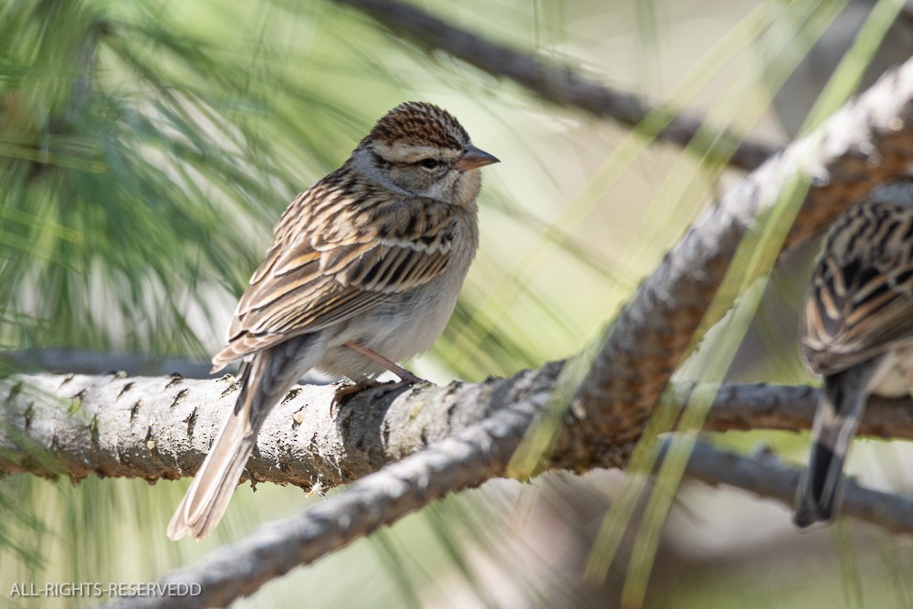 Chipping Sparrow - ML615597445