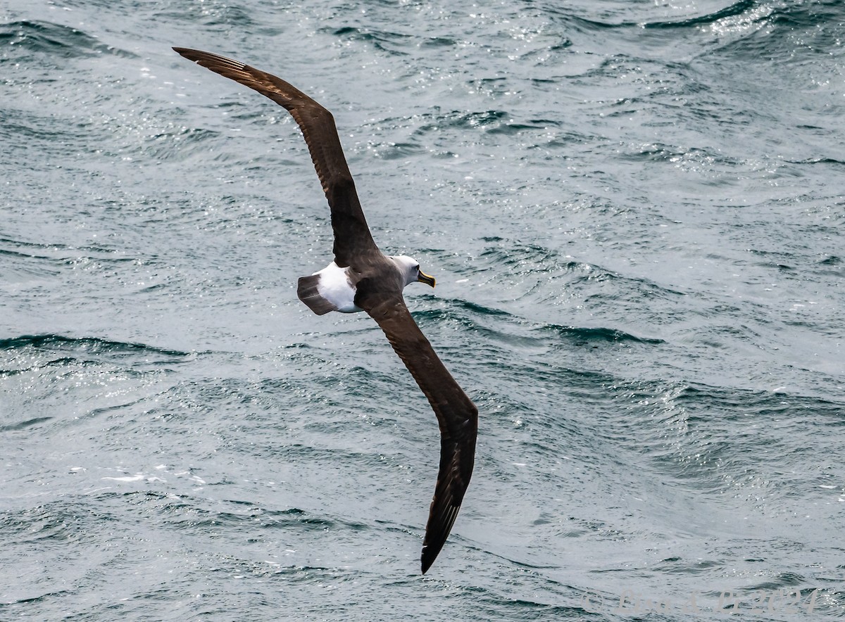 Buller's Albatross - ML615597593