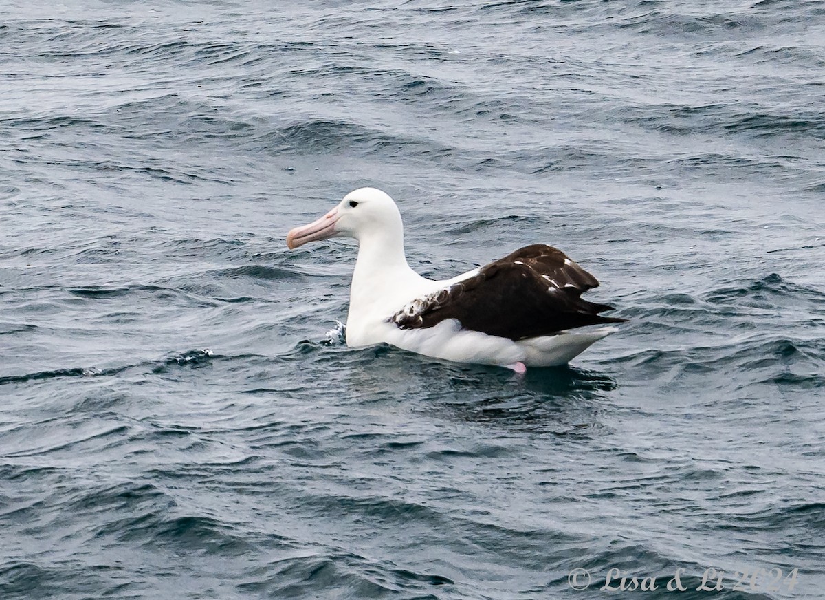 Northern Royal Albatross - ML615597616