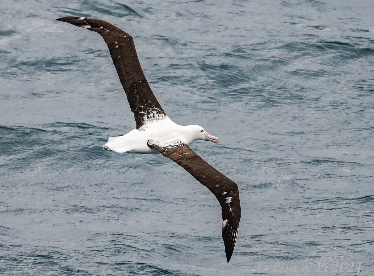 Northern Royal Albatross - ML615597617