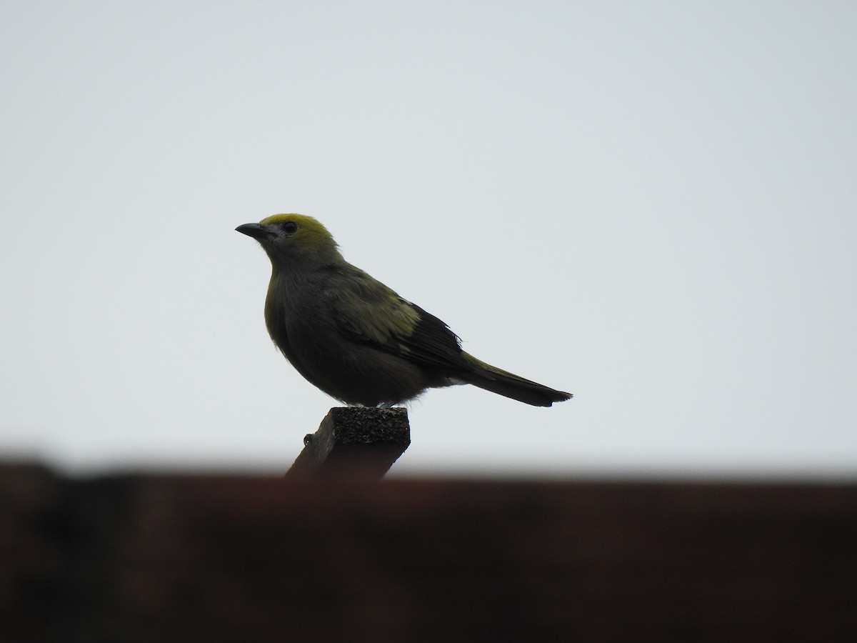 Palm Tanager - ML615597970